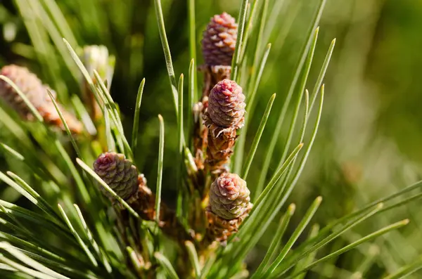 İlkbaharda canlı yeşil bir çam ağacı dalında büyüyen küçük, olgunlaşmamış kozalaklara yakın. Bitkisel ya da mevsimsel temalar için mükemmel olan yeni büyüme ve çam iğneleri üzerine keskin odaklı doğa ayrıntıları.