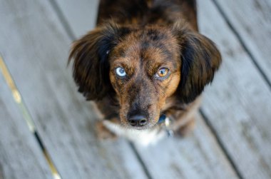 Bir mavi ve bir kahverengi gözlü bir köpek ahşap bir güvertede otururken yukarı bakar..