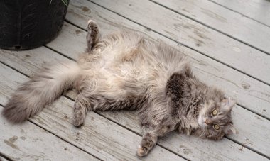 Gevşemiş gri bir tekir kedi göbeği açıkta sırt üstü uzanıyor ve yıpranmış ahşap bir güvertede rahatça güneşleniyor. Yaşam tarzı, hayvan bakımı ya da rahatlama temalı içerik için mükemmel samimi ve kaygısız bir an yakalar.