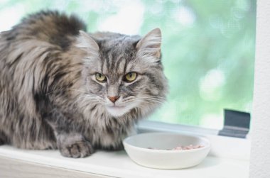 Altın sarısı gözleriyle kameraya bakan tüylü gri bir kedinin göz kamaştırıcı yakın çekimi. Doğal ışık, kürkün dokusunu ve bakışların berraklığını arttırır.. 