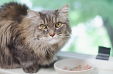 Sarı gözlü, uzun saçlı gri kedi yemek kasesinin yanındaki pencere eşiğinde oturuyor. Yumuşak ışıklandırma ve rahat ev sahnesi. Evcil hayvan bakımı, kedi bakımı ya da ev hayatı temaları için ideal.
