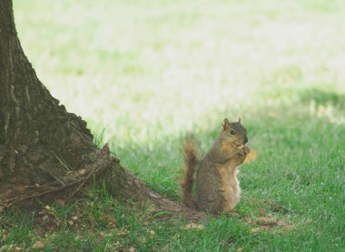 Doğanın kalbinde yakalanan bir sincap, atıştırmak ve çevresini gözlemlemek için bir dakika ayırır..