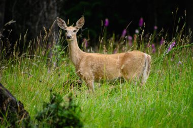 Bir geyik orman ve açık arazi arasındaki sınırda uzun ve tetikte duruyor. Çevresinin tamamen farkında.