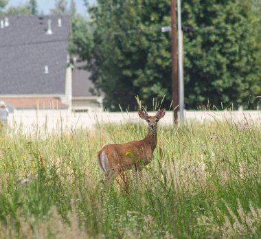 Arka planda evleri olan uzun otların arasında otlayan yalnız bir geyik. Vahşi yaşam ve şehir ortamlarının barışçıl birlikteliğini yakalar