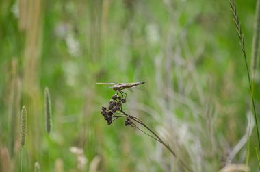  Vahşi doğada yemyeşil bir bitki sapında dinlenen narin bir yusufçuk. Canlı renkler ve karmaşık kanatlar en küçük canlıların güzelliklerini yakalar..