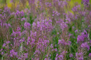 Mor kır çiçeklerinin açtığı çarpıcı bir tarla, doğanın kalbinde yer alıyor. Görüntü, tüm tarlaya yayılmış canlı mor tonlarıyla tam çiçeklerle narin çiçekler sergiliyor. Botanik ve çiçek için mükemmel.,