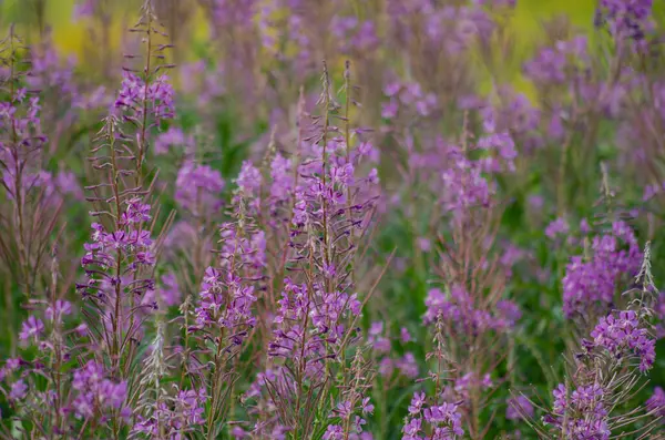 Mor kır çiçeklerinin açtığı çarpıcı bir tarla, doğanın kalbinde yer alıyor. Görüntü, tüm tarlaya yayılmış canlı mor tonlarıyla tam çiçeklerle narin çiçekler sergiliyor. Botanik ve çiçek için mükemmel.,