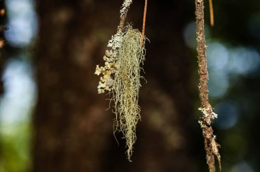 Ayrıntılı bir yakın çekim görüntüsü, bir ağaç dalından sarkan, yumuşak ışıklandırmalı, ruhani, doğadan esinlenilmiş bir atmosfer yaratıyor. Çevre ve botanik projeleri için ideal