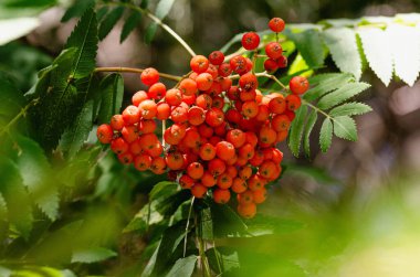 Yeşil bir ağaç dalında yetişen güzel bir kırmızı kızılcık kümesi, zengin yapraklarla çevrili, sonbahar veya doğa temalı tasarımlar için mükemmel canlı bir doğa görüntüsü sunuyor.