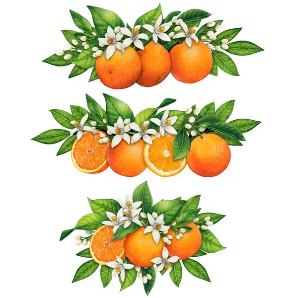 suluboya el gerçekçi portakallar ve turuncu çiçekler çizdi