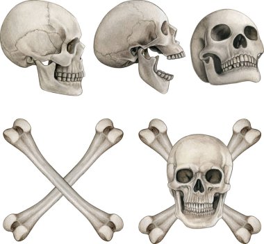 Suluboya el gerçekçi insan kemikleri çizdi