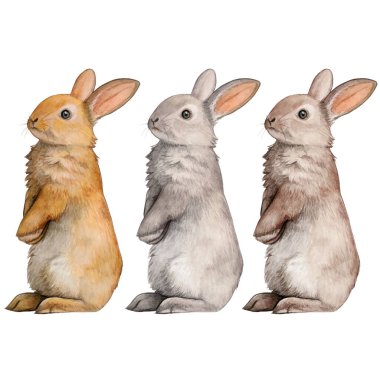 Suluboya el çizimi tavşan koleksiyonu