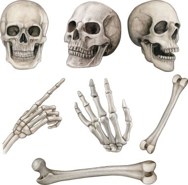 Suluboya el gerçekçi insan kemikleri çizdi