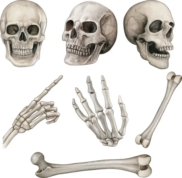 Suluboya el gerçekçi insan kemikleri çizdi
