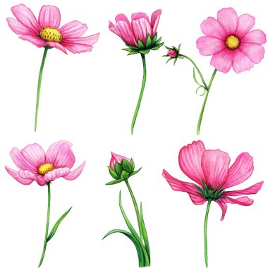 Suluboya pembe kozmos çiçeği