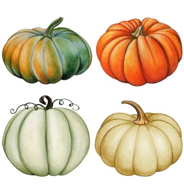 Suluboya el çizimi sonbahar balkabakları