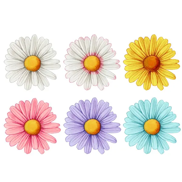 Renkli papatya çiçekleri suluboya seti