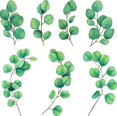 suluboya el okaliptüs dalları çizdi