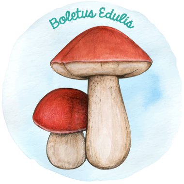 Su coor el çizimi mantar boletus