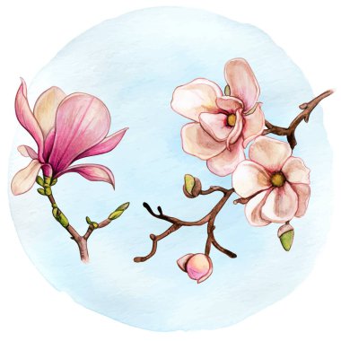 Watercolor magnolia branches pink flowers clipart