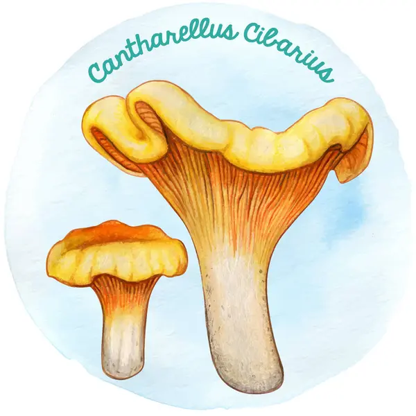 Watercoor el çizimi mantar Cantharellus Cibarius