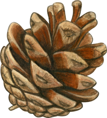 Suluboya el gerçekçi kozalak çizimi