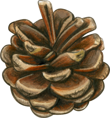 Suluboya el gerçekçi kozalak çizimi