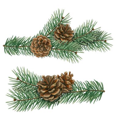 Suluboya el çizimi gerçekçi kozalak kompozisyonu