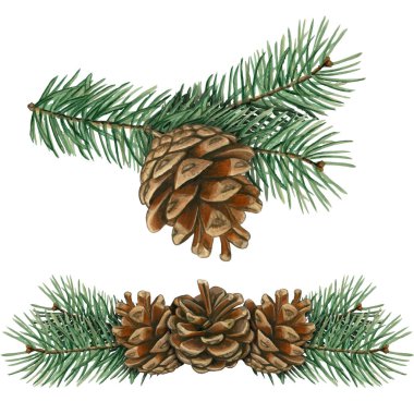 Suluboya el çizimi gerçekçi kozalak kompozisyonu