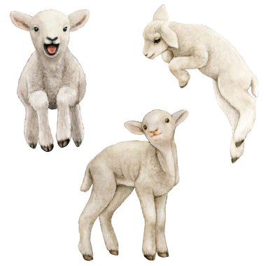 Watercolor realistic cute farm lamb clipart