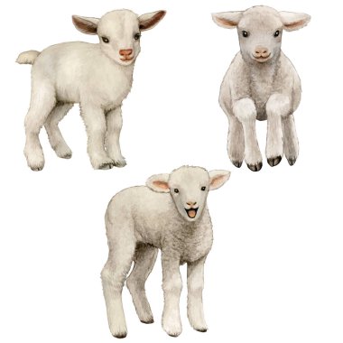 Watercolor realistic cute farm lamb clipart