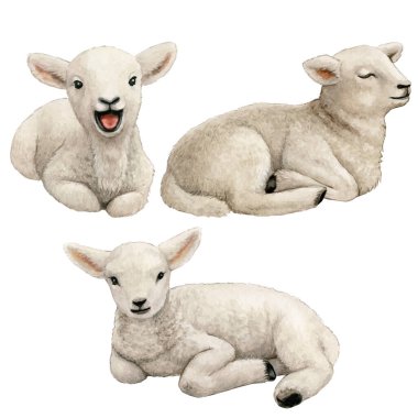 Watercolor realistic cute farm lamb clipart