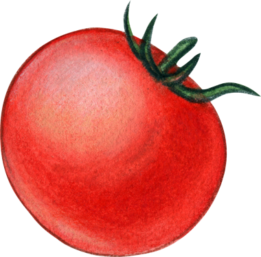 Suluboya el çizilmiş domates