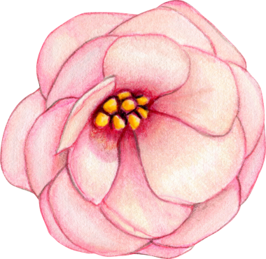 Suluboya el zarif pembe kamelya çiçeği çizdi