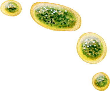 Suluboya elle çizilmiş İtalyan pizzası malzemesi