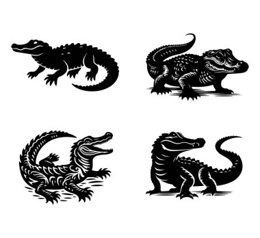 Beyaz arkaplanda timsah timsah resmi koleksiyonu