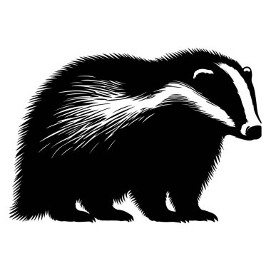 Porsuk siyah siluet vektör çizimi