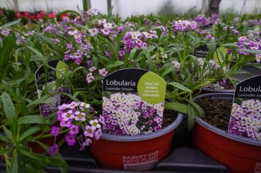 Lobularia çiçekleri bir saksıda çiçek açar, bir serada.