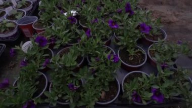 Canlı çiçek fidanlarıyla dolup taşan yemyeşil bir sera, güneş ışığının tadını çıkaran, doğanın güzelliğini gözler önüne seren ve çiçek açan çiçekler vaat eden.