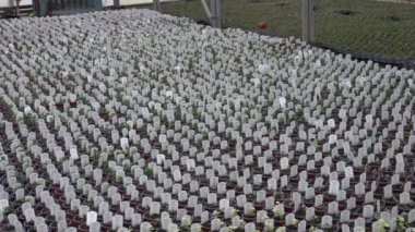 Video, serada büyüyen çeşitli çiçek fidanlarını çekiyor. Genç bitkilerin sıraları en uygun koşullar altında besleniyor, canlı büyüme ve çeşitlilik sergiliyorlar.