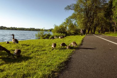 Göl kıyısında dinlenen bir kaz ailesi sakin suların ve huzurlu çevrenin tadını çıkarıyor.