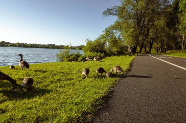 A family of geese relaxing by the lake shore, enjoying the calm waters and peaceful surroundings clipart