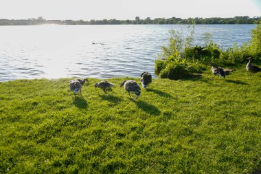 Göl kıyısında dinlenen bir kaz ailesi sakin suların ve huzurlu çevrenin tadını çıkarıyor.