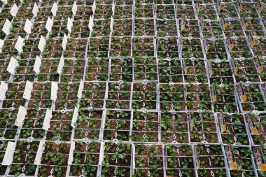 Young seedlings carefully planted in special trays, ready for further growth clipart