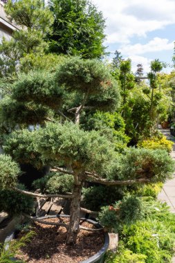 Arka bahçede düzgün kesilmiş bir çalı, bakımlı ve düzenli bir görünüm sunuyor.