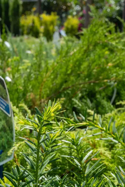 stock image A small evergreen tree, featuring dense foliage and a compact, conical shape