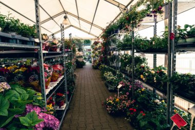 Shelves with flowers are neatly arranged on tiers in the greenhouse, creating an organized and picturesque scene clipart