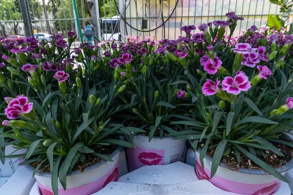 stock image A small carnation grows neatly in little pots, creating a delicate and graceful scene