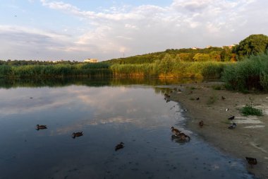 Ördekler göl kıyısında sakin bir şekilde dolaşır ve doğayla bir bağ ve sükunet duygusu ekler.