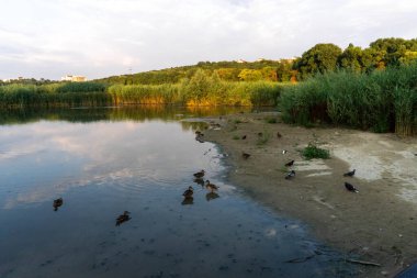 Ördekler göl kıyısında sakin bir şekilde dolaşır ve doğayla bir bağ ve sükunet duygusu ekler.